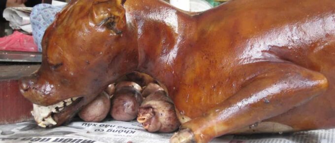 Perro Caliente?